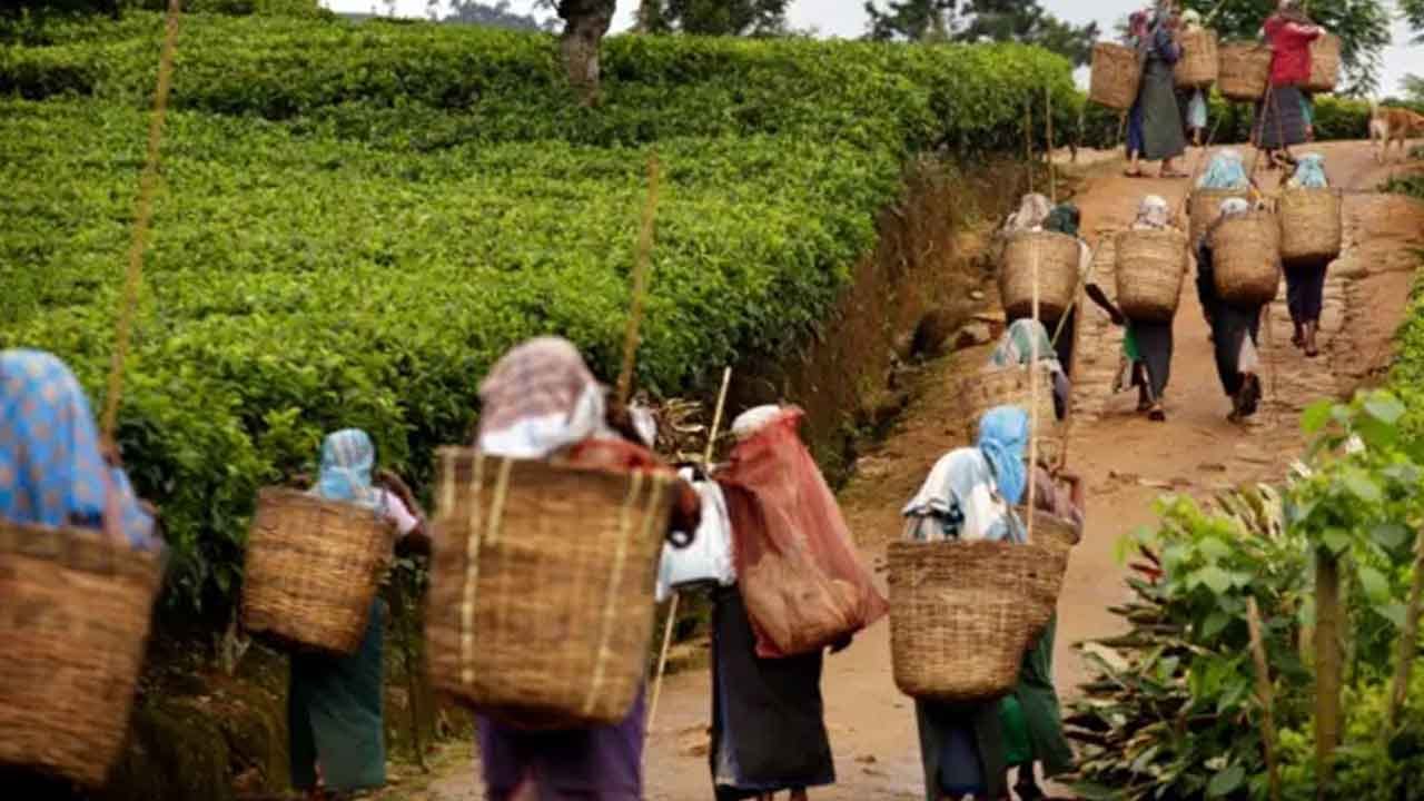 වසර 20කට අධික කාලයක් නොගෙවා තිබූ වතු කම්කරුවන්ගේ ව්‍යවස්ථාපිත හිඟ මුදල් ගෙවීමට පියවර